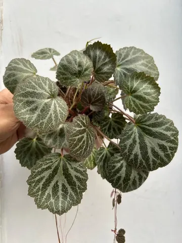 Saxifraga