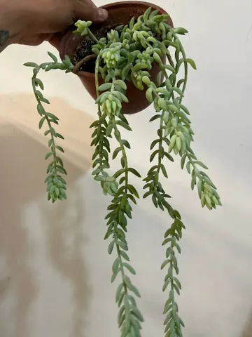 Sedum morganianum (cola de burro)