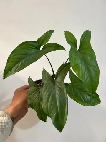 Singonio jade