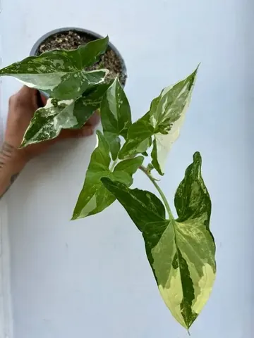 Singonio variegado