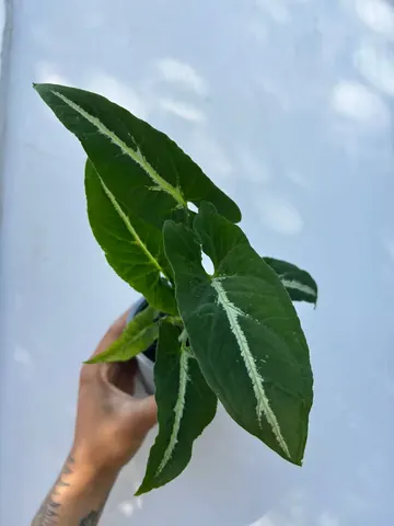 Singonio wendlandii