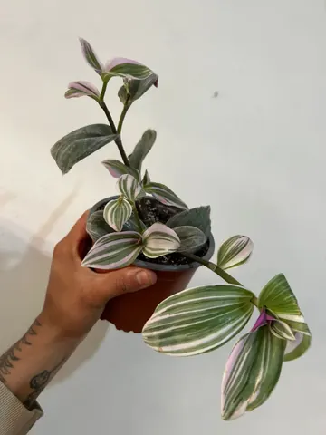 Tradescantia nanouk